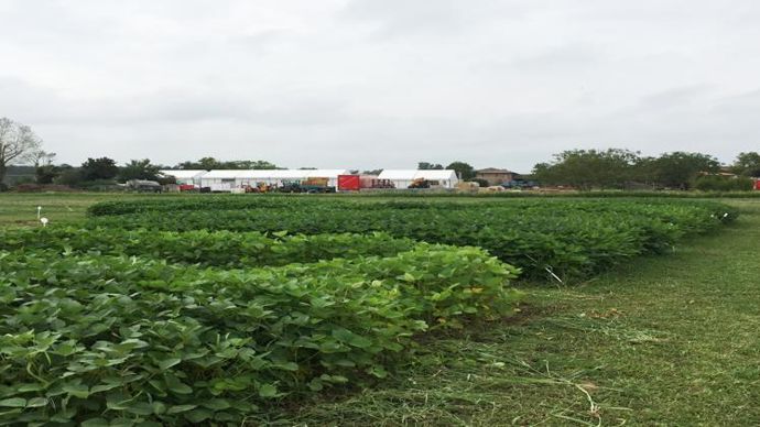 La vitrine de légumineuses à Innov-Agri à Ondes (Haute-Garonne), salon en pleins préparatifs pour sa nouvelle édition des 4 et 5 septembre.